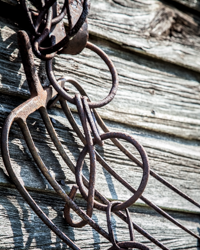 These agricultural artifacts hang decoratively on the wall of a log shed.