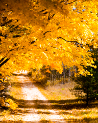 The clarity of fall light glows along this mapled lane.
