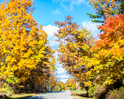 The autumn maples frame a rural road as it disappears into the distance.