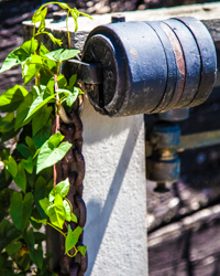 A scale that once weighed fish now supports a humble bind weed.