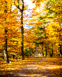 The rusty gold leaves have almost obliterated this rural lane in Door County, WI.
