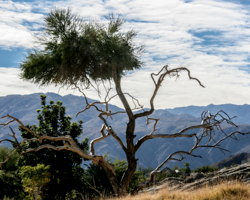 A stark tree sets its bony limbs against the hazy blue of distant mountains.