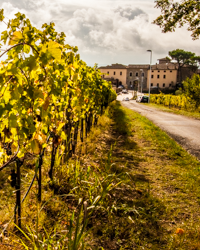 The vineyard rows lead the eye directly to the Monastery of San Salvatore a Fontanabuona.
