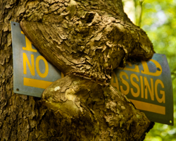 Time and nature combine to trespass on this farmer's 'No Trespassing' sign.