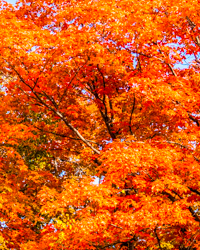 A roadside maple flaunts its gaudy colors in a last glorious gasp.