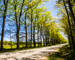 A string of sturdy maples, a gently twisting rural lane, a bright spray of new leaves—these are the elements of spring renewal.
