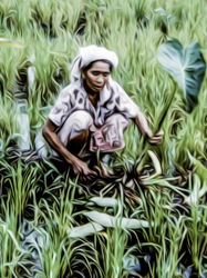 A Sarawak women almost blends into the tropical greens of tarot field. This digital painting subtly exaggerates the lines and curves of the vegetation, adding a touch of energy to the quiet rural setting. The photo captures the precise moment when the tarot root is being harvested.